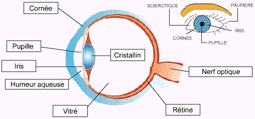 atomie de l'oeil