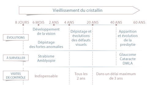 Évolution de l'œil